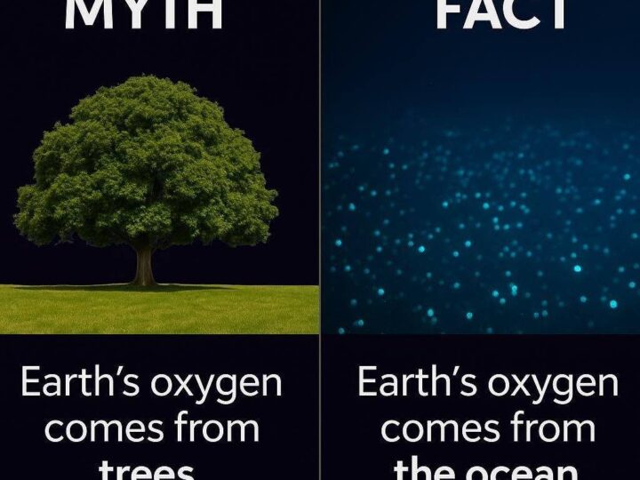 The Ocean: Earth’s True Oxygen Powerhouse